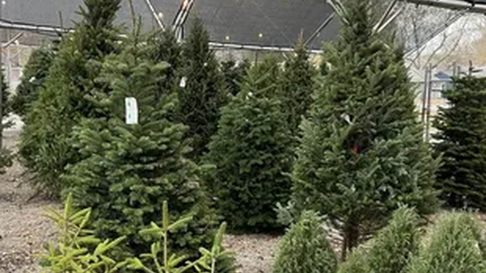 Rows of evergreen trees and plants under the roof at Waldo Greenhouse.