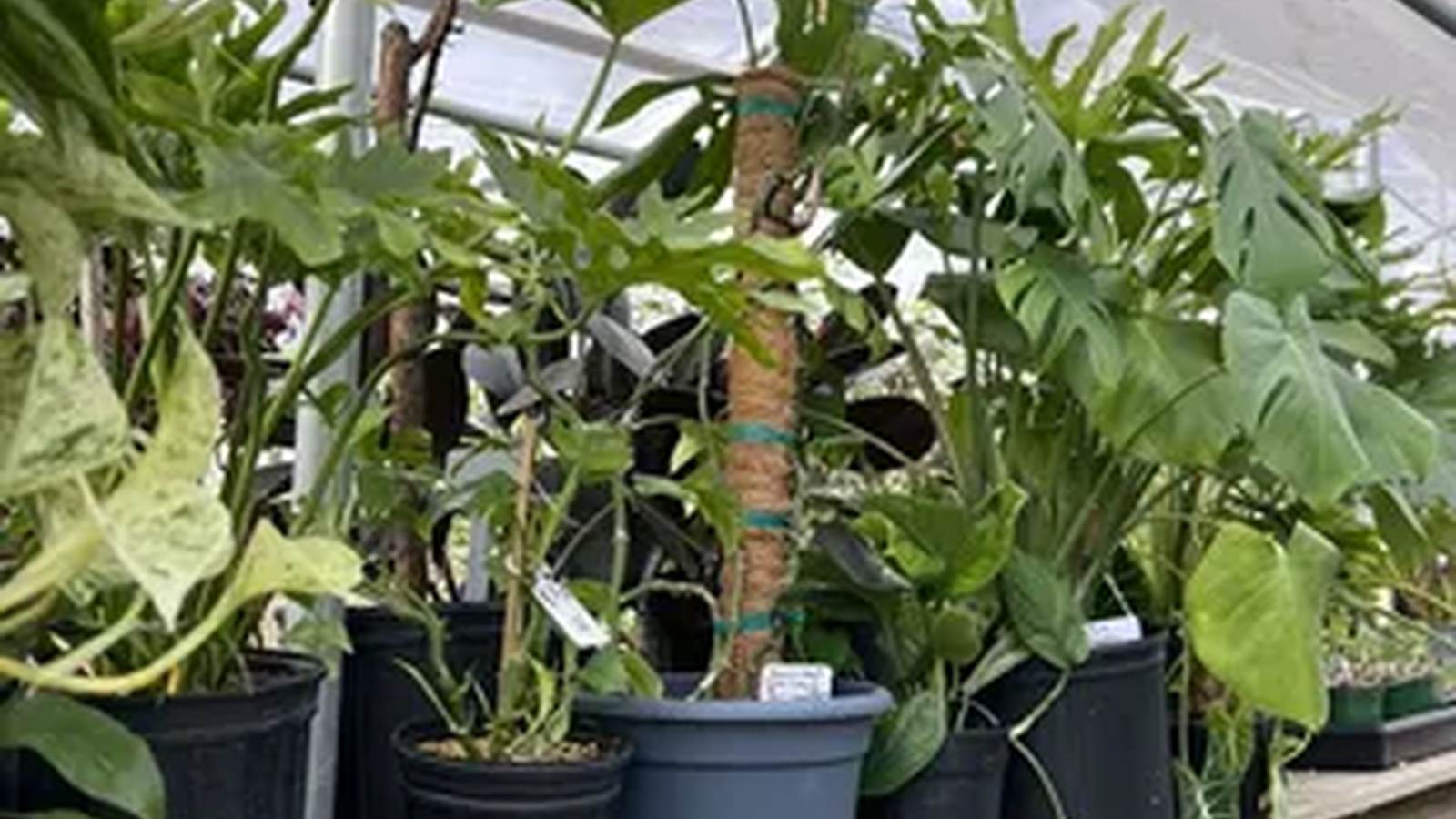 Leafy houseplants arranged on tables inside Waldo Greenhouse.