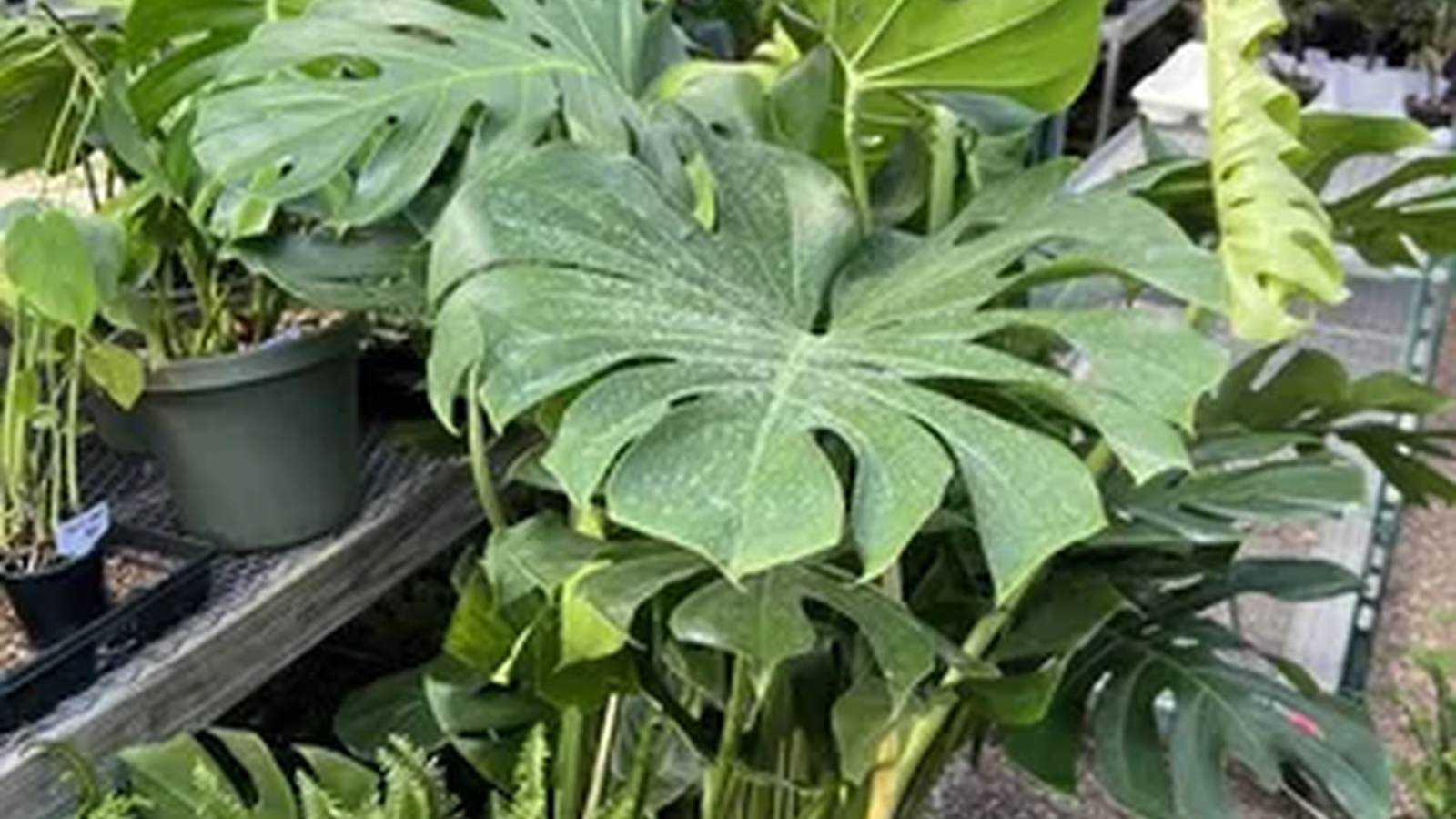 A close-up of leafy houseplants in pots at the greenhouse.